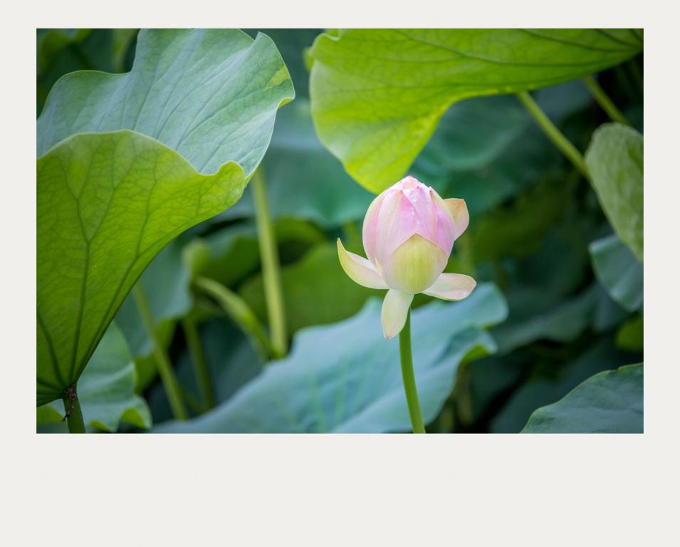 英国威廉集团官网